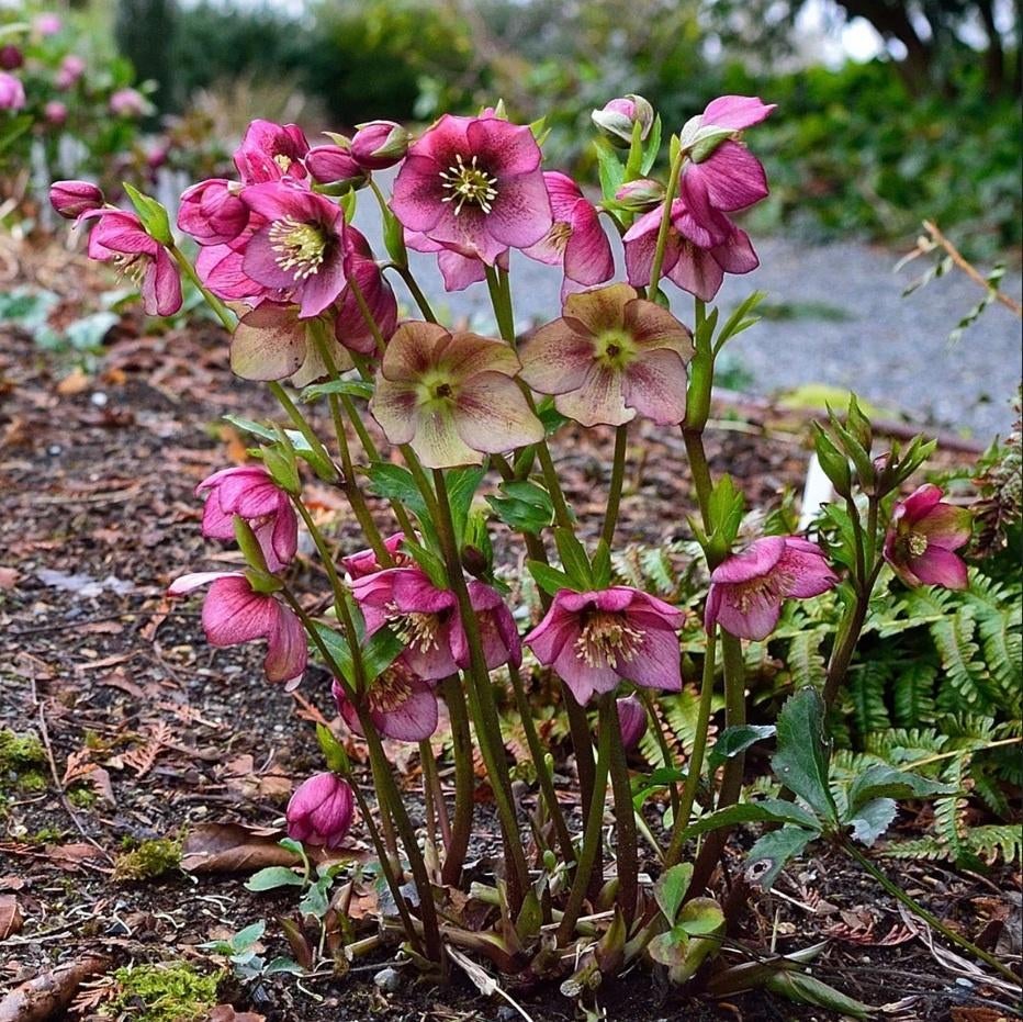 Helleborus Oriëntalis = Nieskruid, Vaste plant, Halfschaduw, Lente, Ophalen