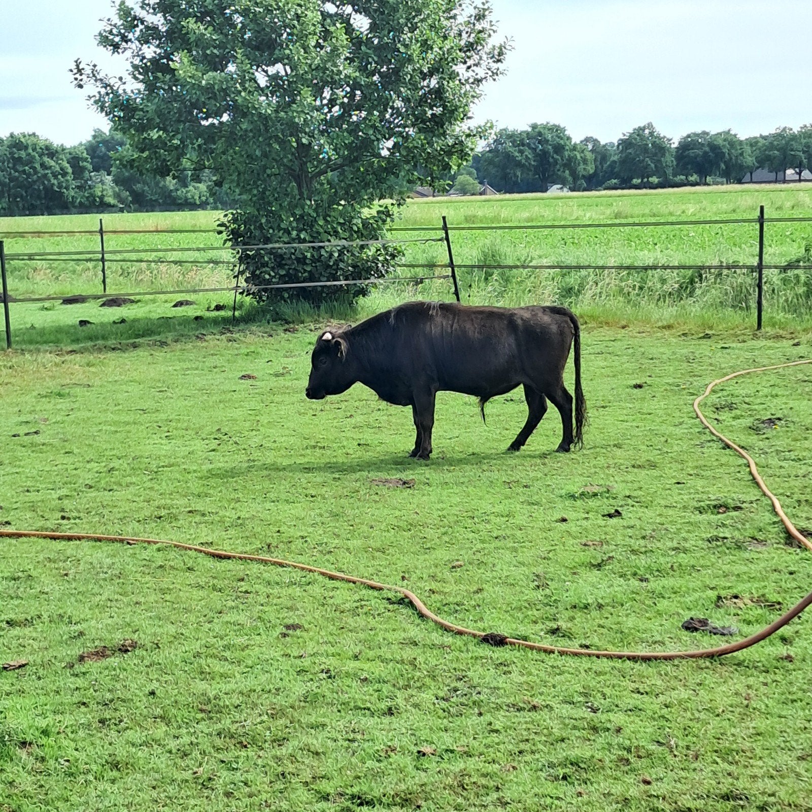 Dahomey koeien en een stier, Dieren en Toebehoren, Runderen, Meerdere dieren