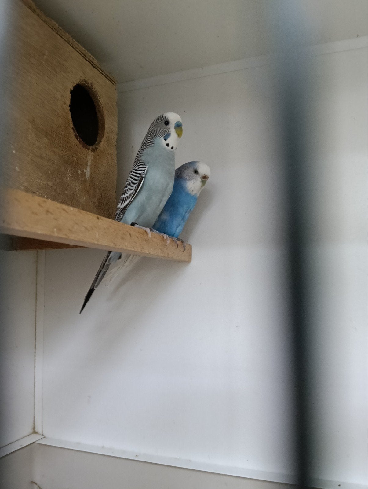 2 koppeltjes grasparkieten, Meerdere dieren, Parkiet, Geringd