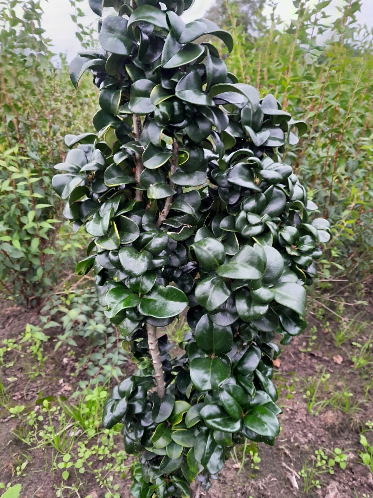 Japanse Liguster (Ligustrum japonicum), Tuin en Terras, Overige soorten, Volle zon, Vaste plant, Ophalen of Verzenden