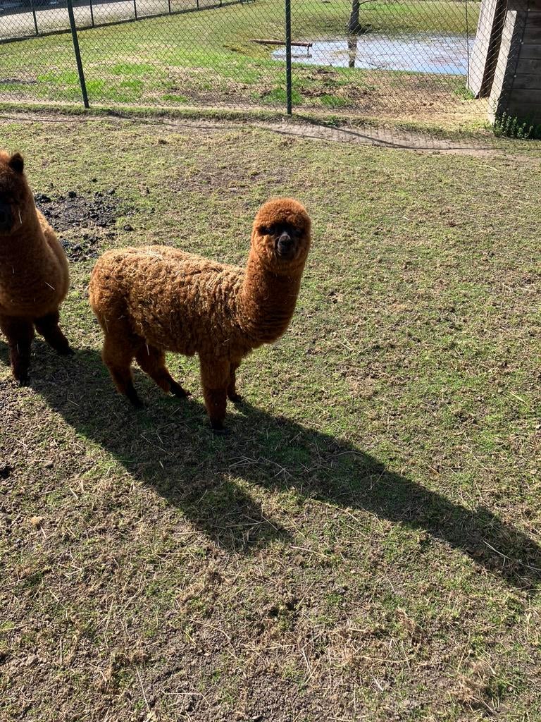 Alpaca merrie 2025, Dieren en Toebehoren, Juli