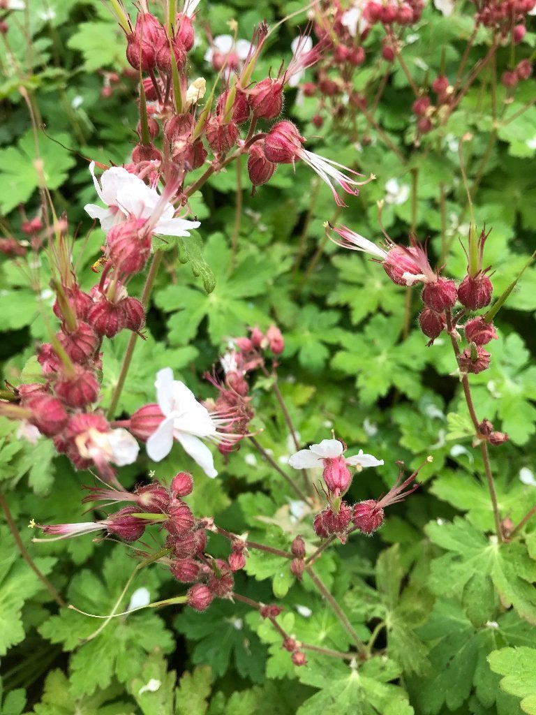 Ooievaarsbek Geranium macrorrhizum, Overige soorten, Volle zon, Vaste plant, Ophalen of Verzenden