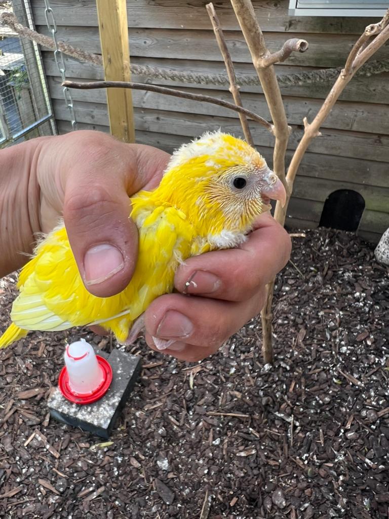 3 jonge kakarikis, Meerdere dieren, Parkiet