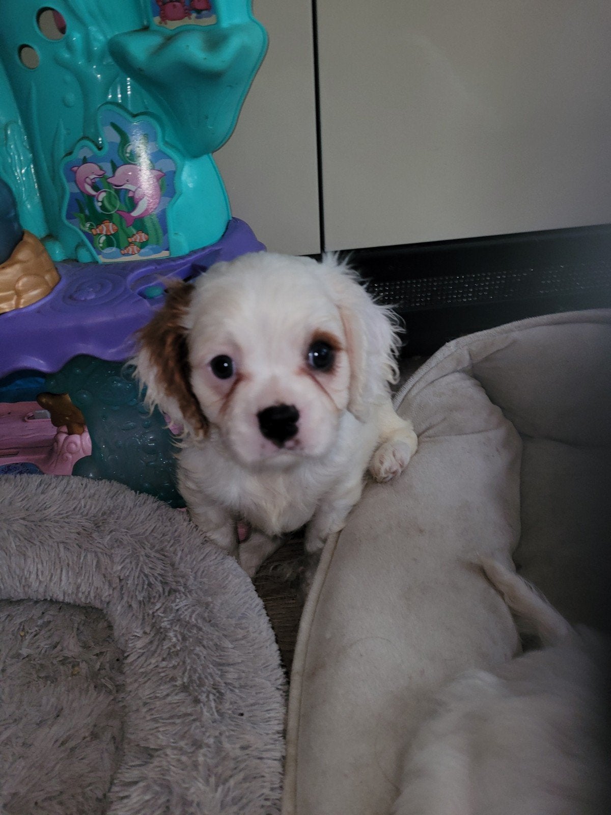 De laatste mooie Cavelier King Charles spaniel puppie reutje, CDV (hondenziekte), 8 tot 15 weken, Eén hond, Nederland