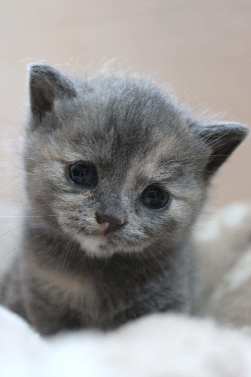 De allerleukste 3/4 Britse korthaar kittens, Poes, Ontwormd, 0 tot 2 jaar