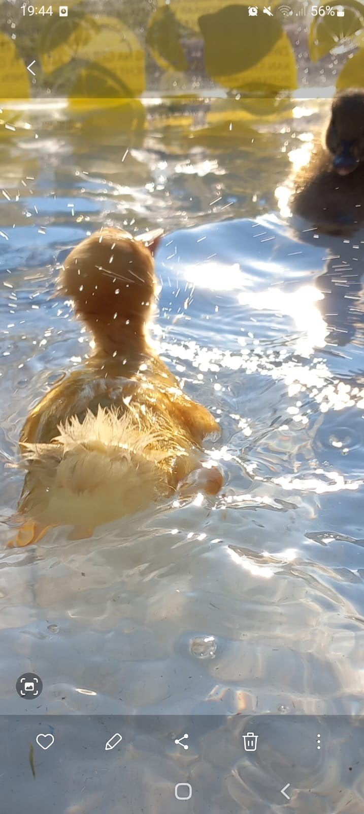 indische loopeenden, Dieren en Toebehoren, Pluimvee, Meerdere dieren, Eend