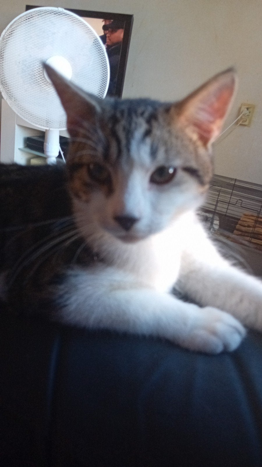 lieve kater, Dieren en Toebehoren, Kater, 0 tot 2 jaar