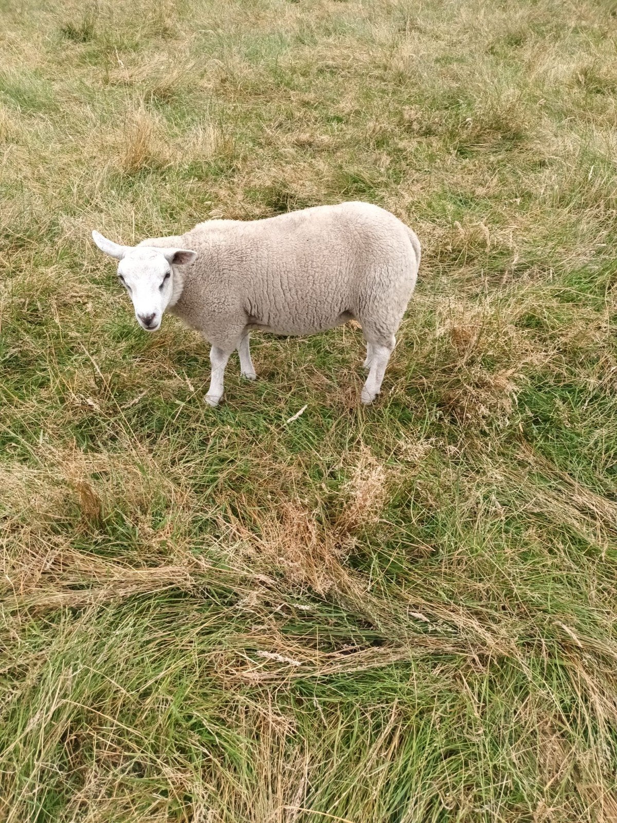 Lammeren te koop, Dieren en Toebehoren, Schapen, Geiten en Varkens, Meerdere dieren, Schaap, 0 tot 2 jaar