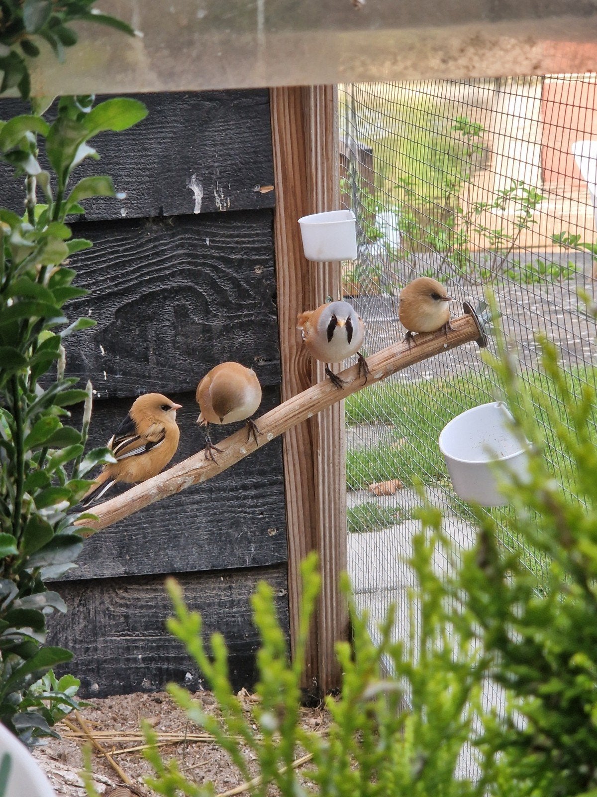 Baardmannetjes / baardman jongen, Dieren en Toebehoren, Meerdere dieren