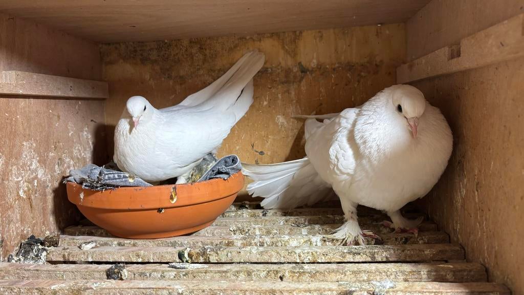 Wit mooi takla Duiven, Meerdere dieren