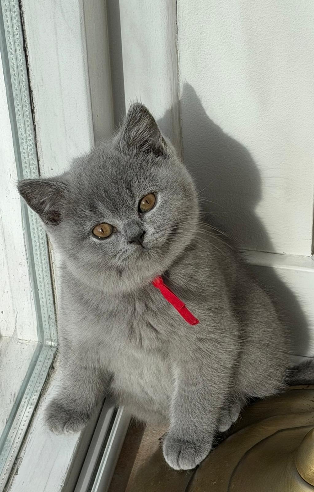 Britse korthaar langhaar blauwe & lilac kittens, Meerdere dieren