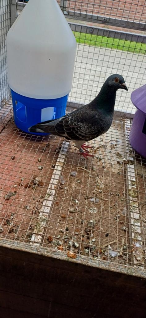 Postduiven Duivin, Dieren en Toebehoren, Vogels | Duiven, Vrouwelijk, Postduif