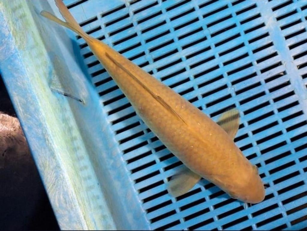 heb een aantal mooie chagoi ( jumbo tosai marusei), Karper of Koi