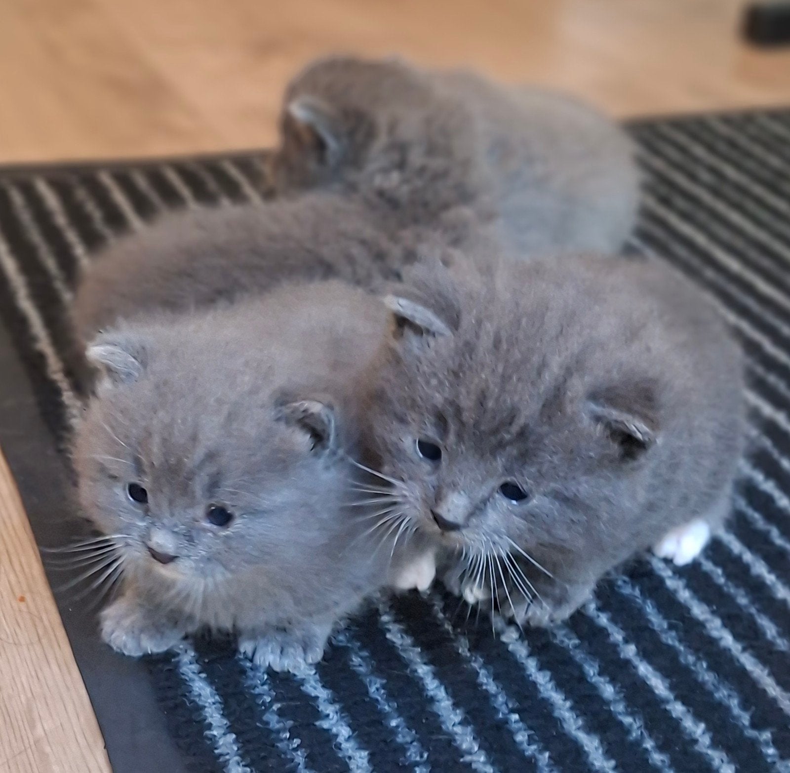 halflangharige kittens, Meerdere dieren