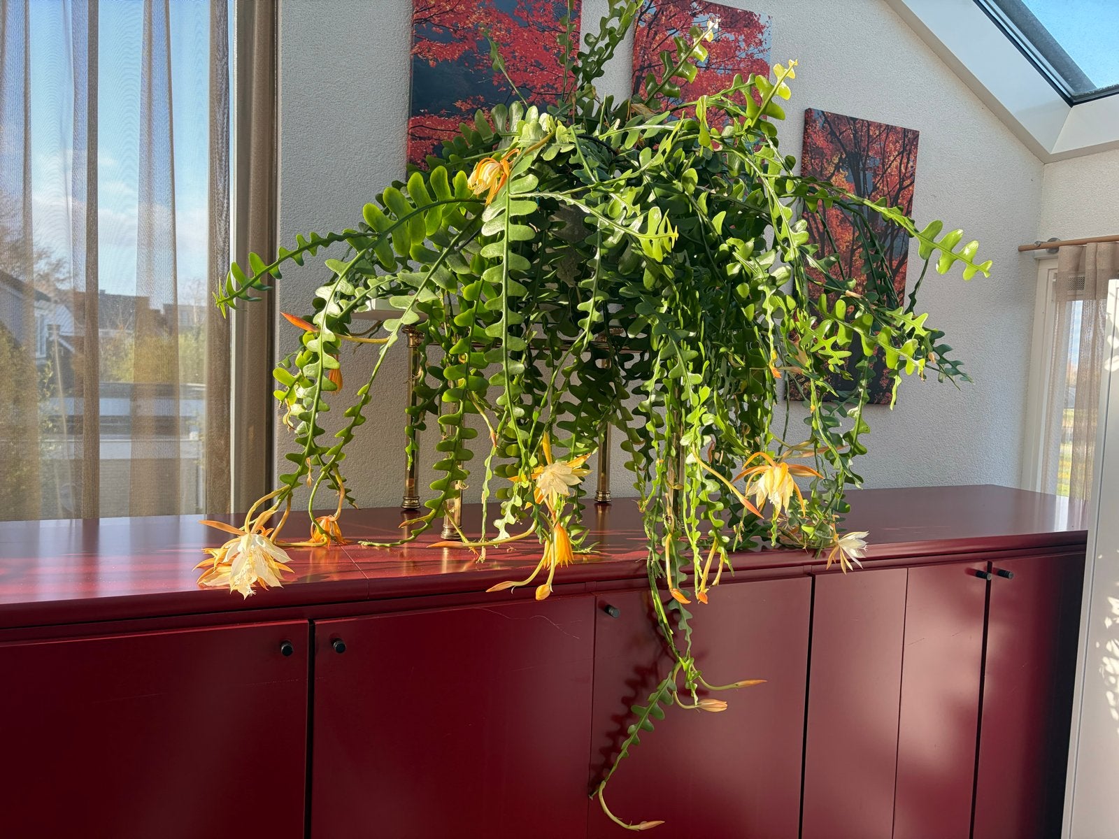 Rhipsalis (Koraalcactus) met prachtige bloemen, Huis en Inrichting, Kamerplanten, Ophalen, Halfschaduw, Bloeiende kamerplant, 150 tot 200 cm