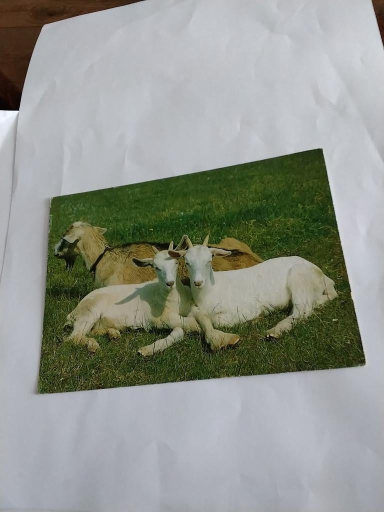 GEITEN IN HET GRAS, Verzamelen, Ophalen of Verzenden