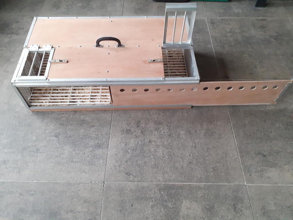 Te koop, Dieren en Toebehoren, Vogels | Duiven, Vrouwelijk, Postduif