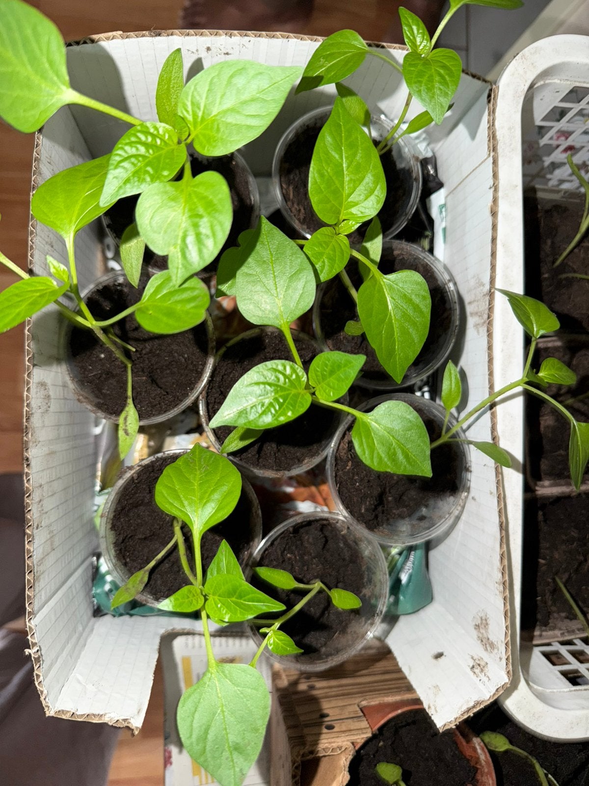 Peper plantjes (madam jeannette), Ophalen, Eenjarig, Groenteplanten, Volle zon