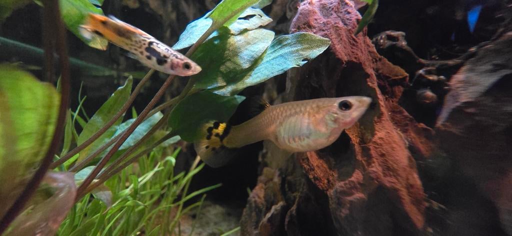 Guppies, raszuiver, snakeskin, man/vrouw, voor leuk prijsje!, Vis, Zoetwatervis