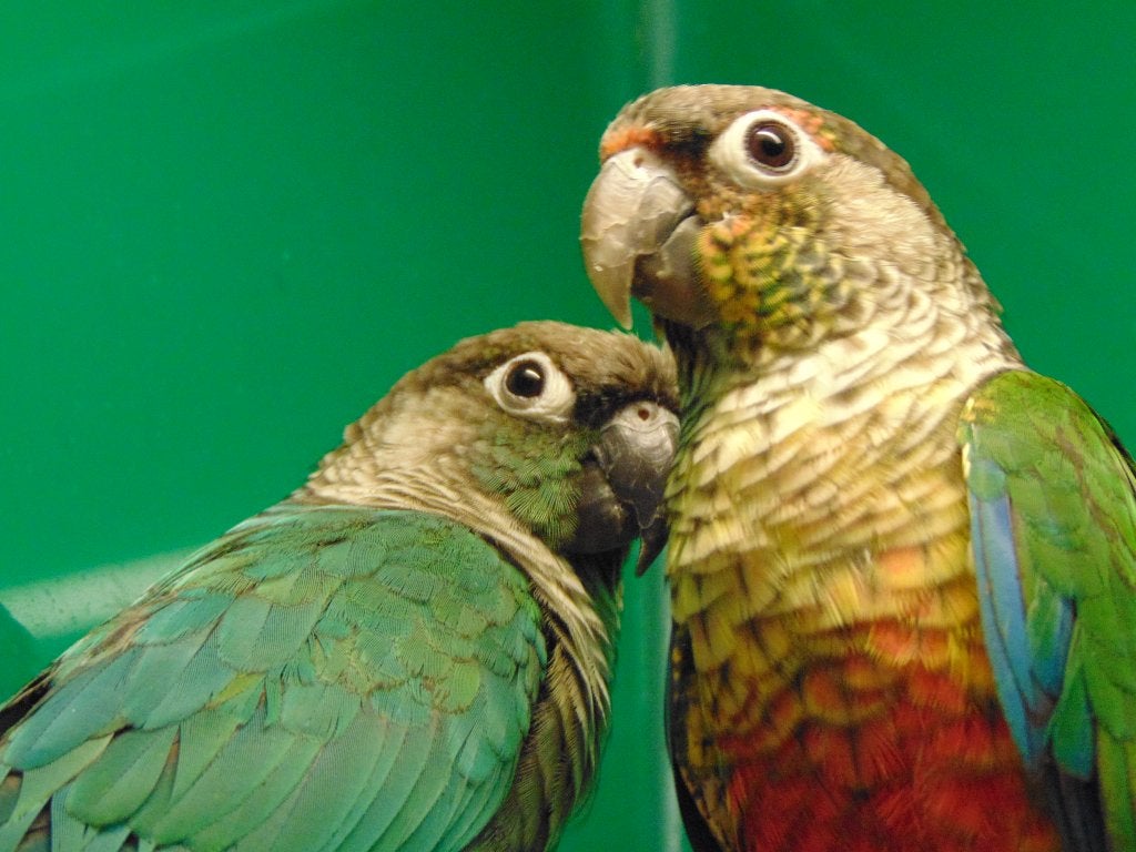 Tropische vogels gezocht!, Meerdere dieren, Parkiet