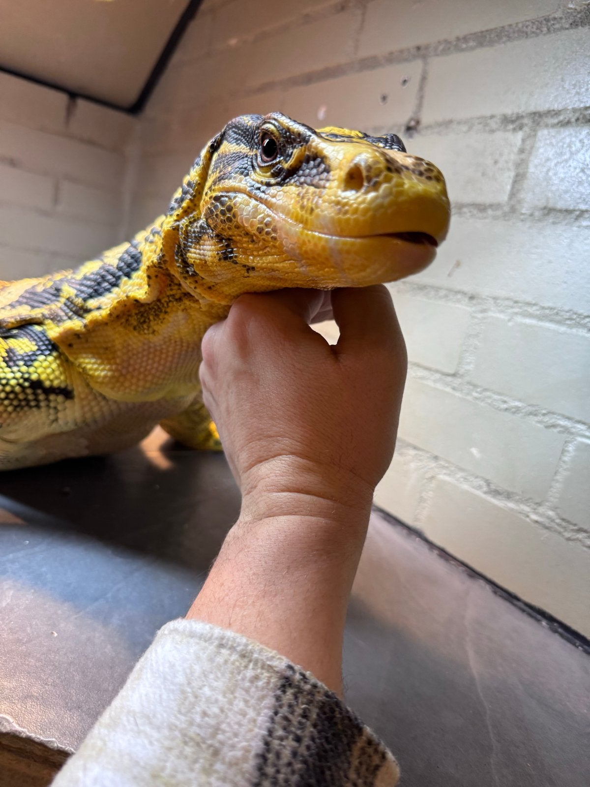 Varanus cumingi man NK 2022 Monitor Lizard photo 4
