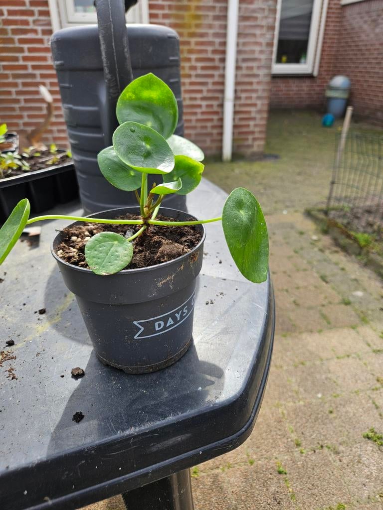 Pannekoek plantjes, Ophalen of Verzenden, Halfschaduw, Minder dan 100 cm