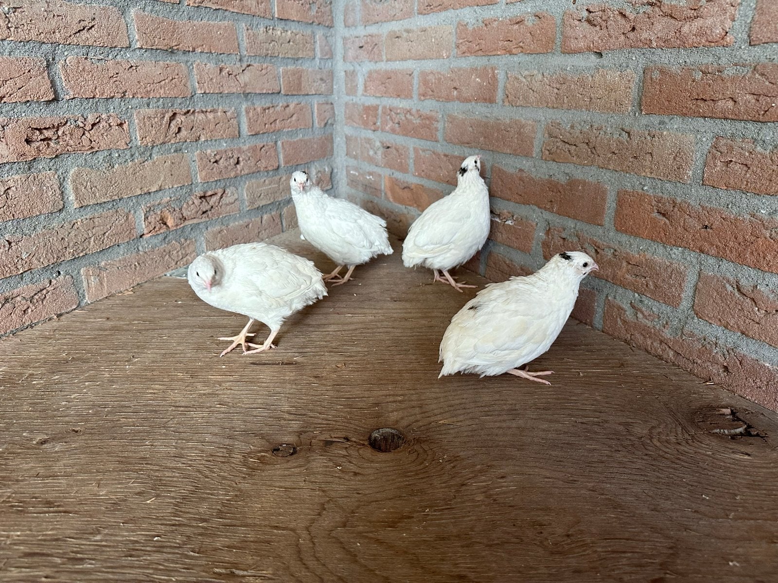 Witte texas kwartel haantjes, Mannelijk, Overige soorten