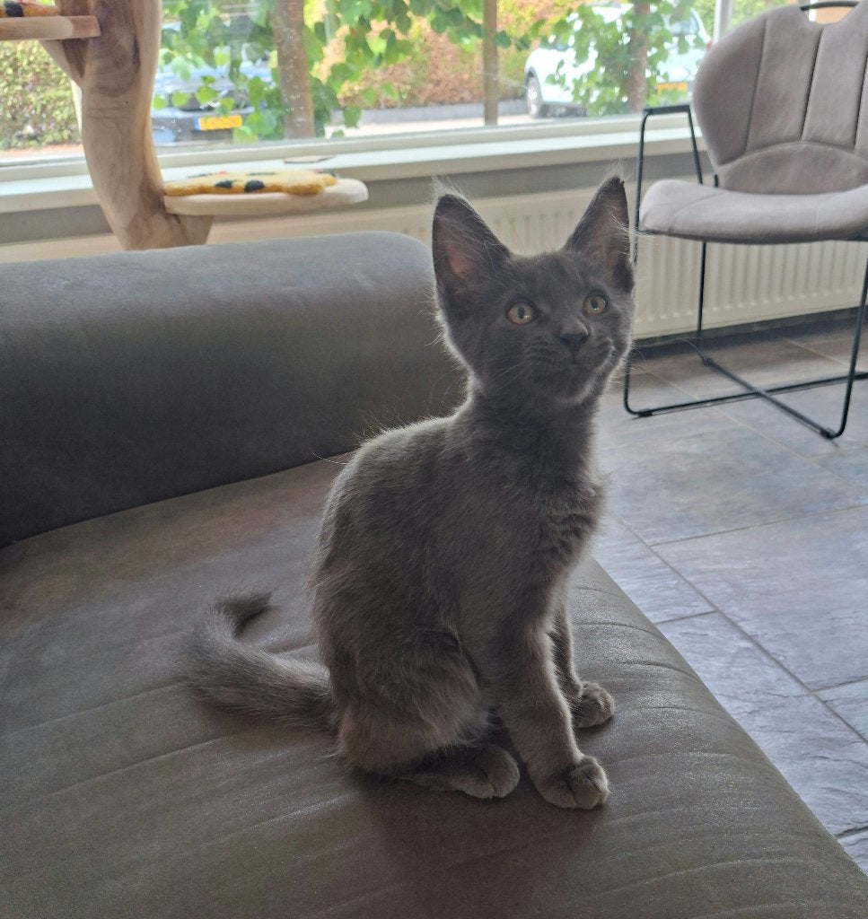 maine coon kittens, Meerdere dieren, Ontwormd, 0 tot 2 jaar