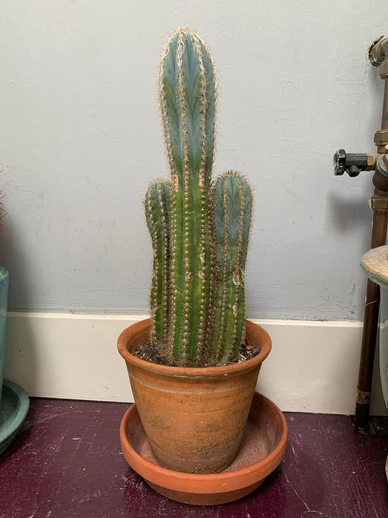 cactus in terracotta pot, Ophalen, Minder dan 100 cm, In pot, Cactus