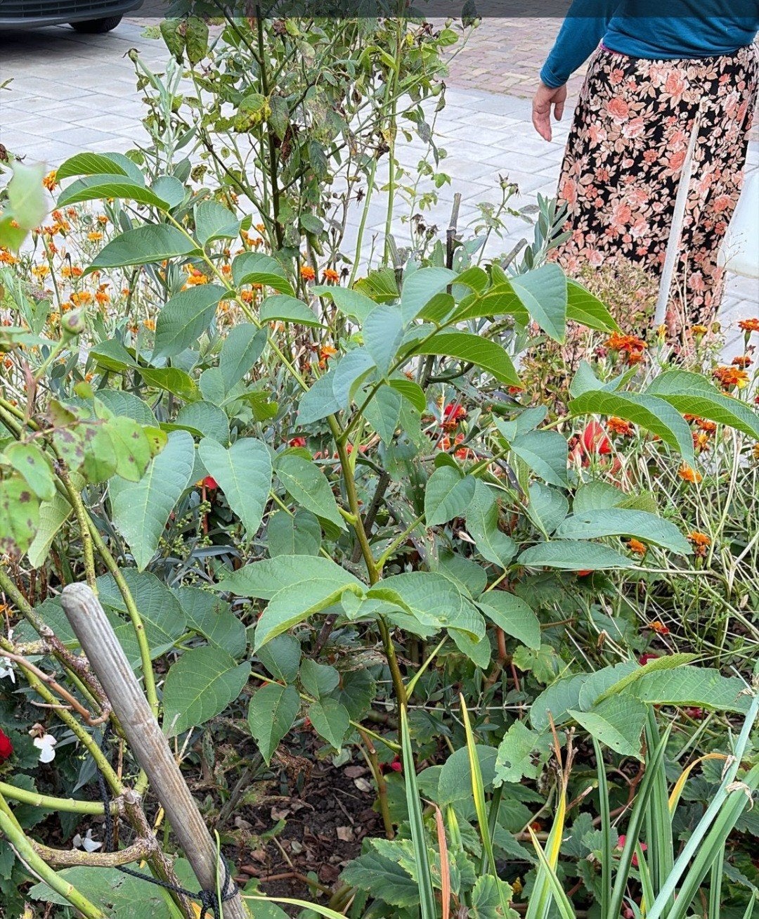 walnoot plant, Ophalen of Verzenden, Overige soorten, Volle zon