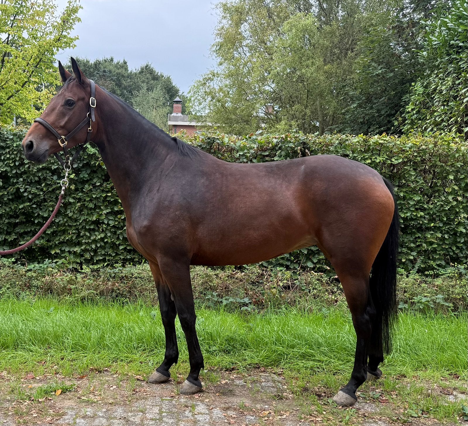 Braaf 4 jarig springpaard, Dieren en Toebehoren, Merrie, Springpaard, Met stamboom, Zadelmak