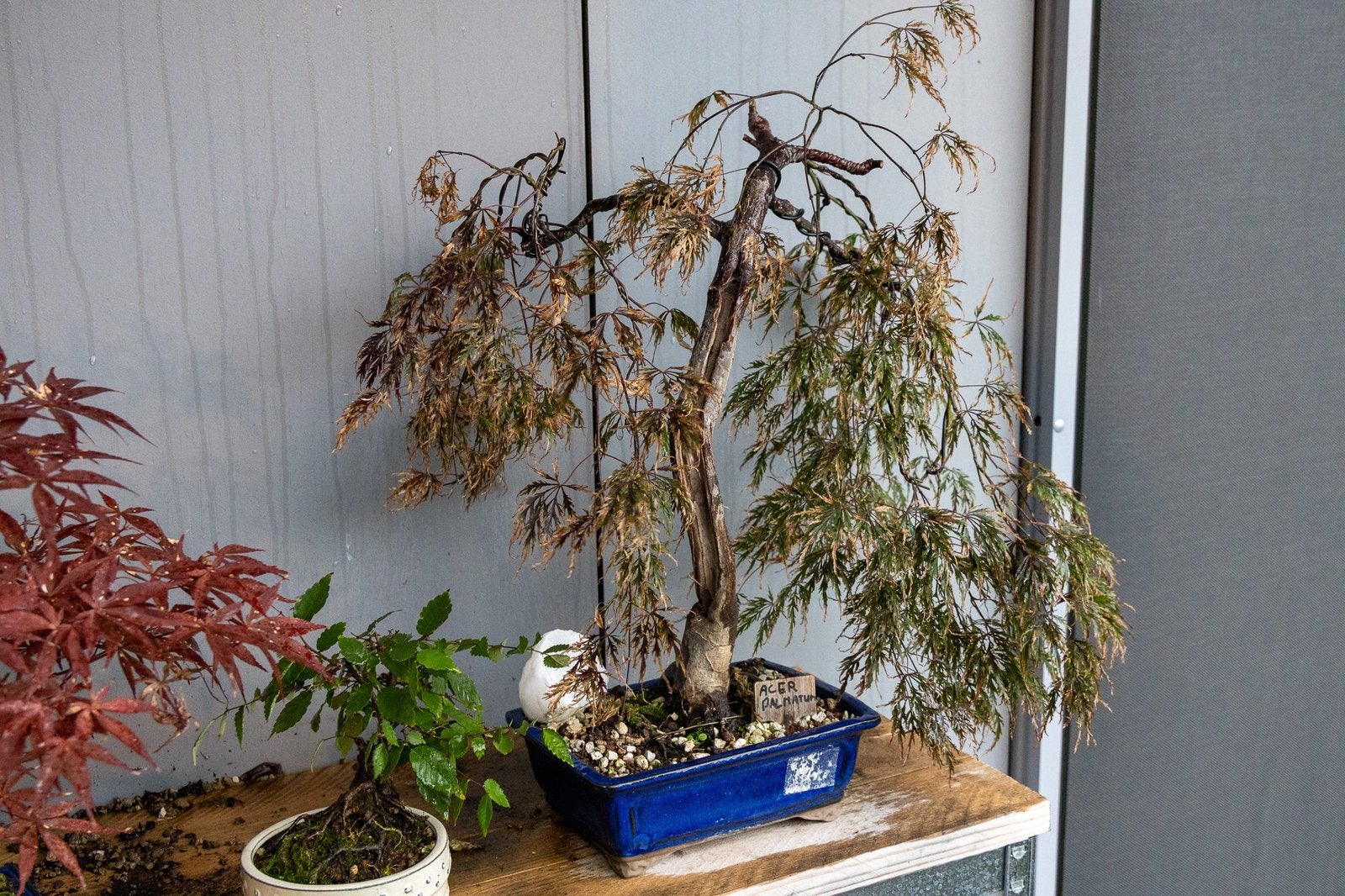 Mooie acer palmatum 50cm H, Bloeit niet, Halfschaduw, Overige soorten, Minder dan 100 cm