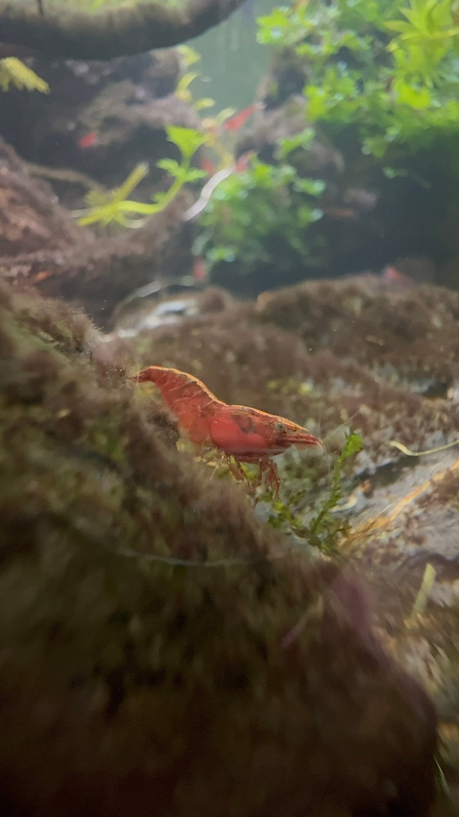 Rode Neocaridina garnalen, Dieren en Toebehoren, Vissen | Aquariumvissen, Kreeft, Krab of Garnaal