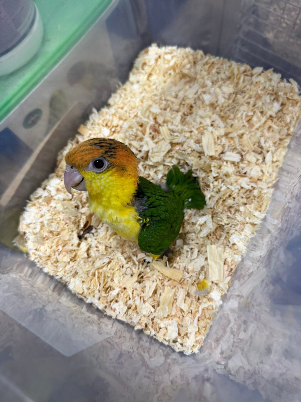 2 baby roeskop caiques, Dieren en Toebehoren, Meerdere dieren, Papegaai, Geringd