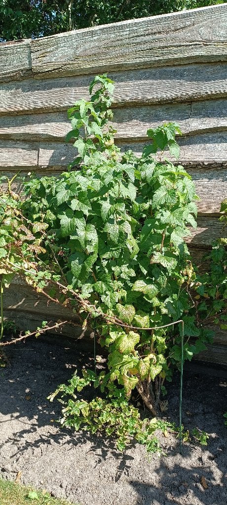 2 grote zwarte bessenstruiken, Tuin en Terras, Ophalen, Lente, Overige soorten, Volle zon