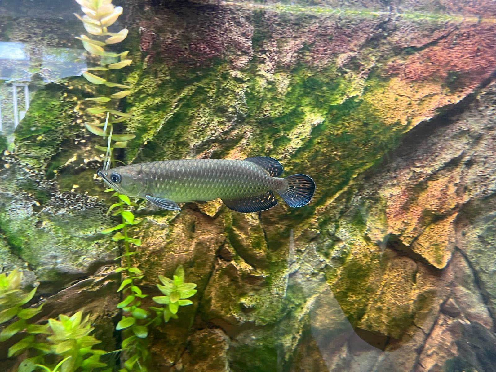 Jardini Arowana, Dieren en Toebehoren, Vis, Zoetwatervis