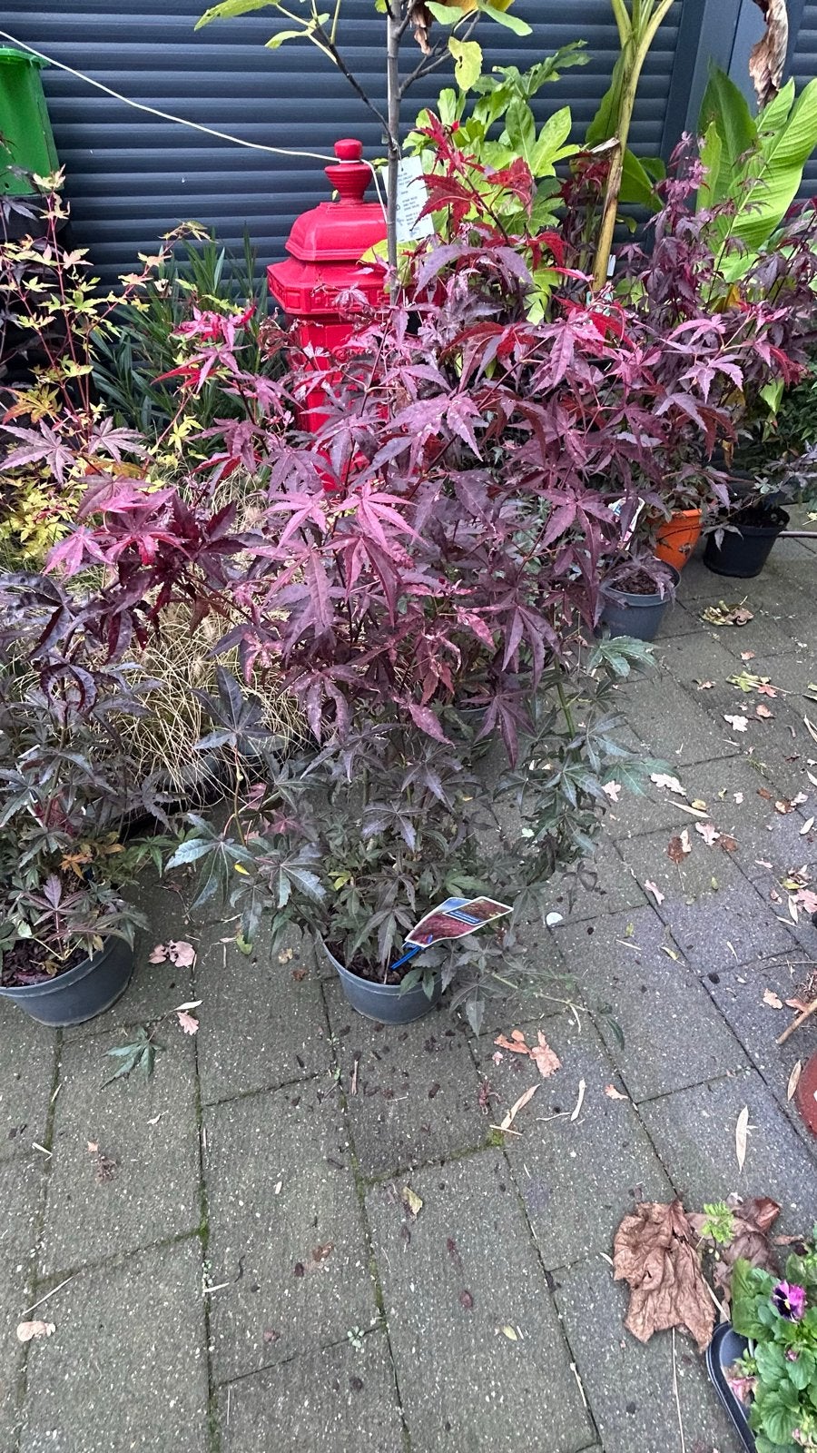 Japanse Esdoorn (Acer Palmatum) - Prachtige Rode Bladeren, Vaste plant, Bloeit niet, Halfschaduw, Ophalen