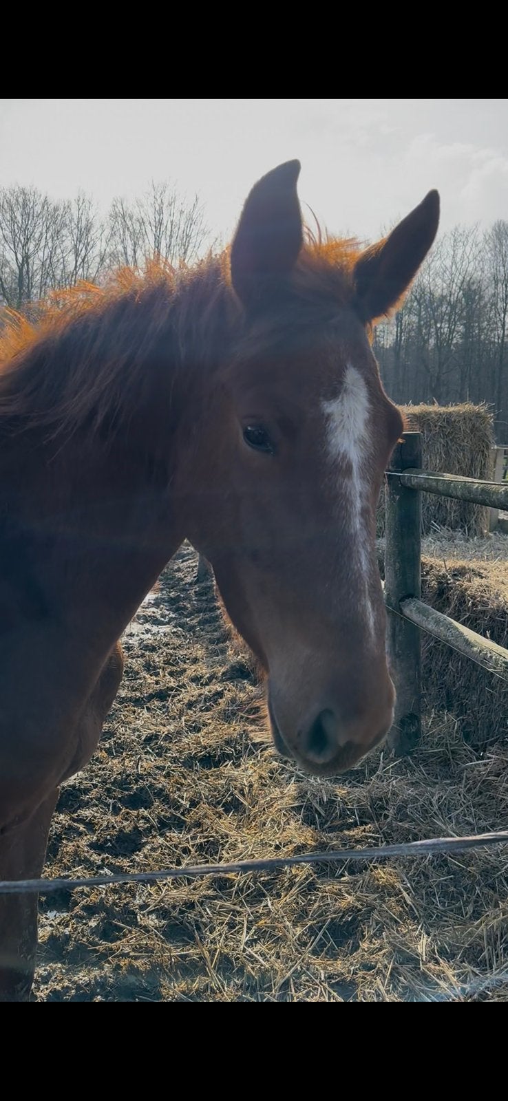 Stalling gezocht, Dieren en Toebehoren, Stalling en Weidegang, Stalling