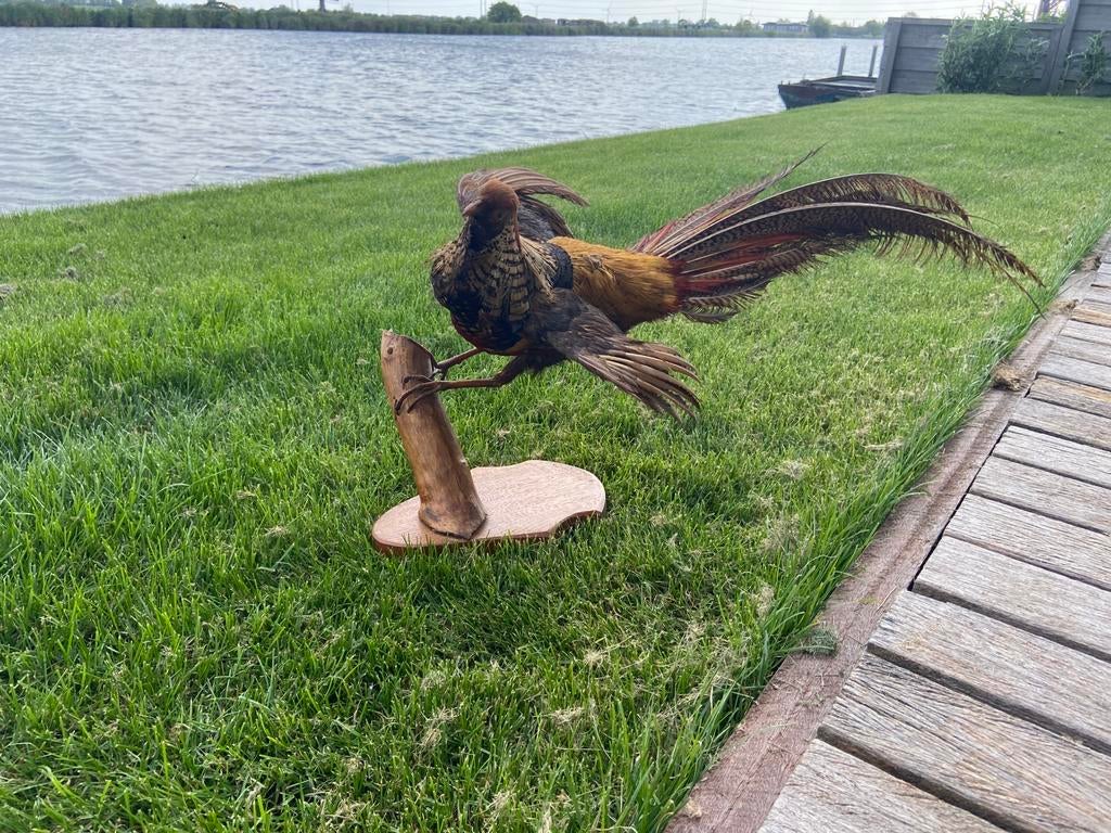 Opgezette goudfazant, Verzamelen, Ophalen, Gebruikt, Vogel, Opgezet dier