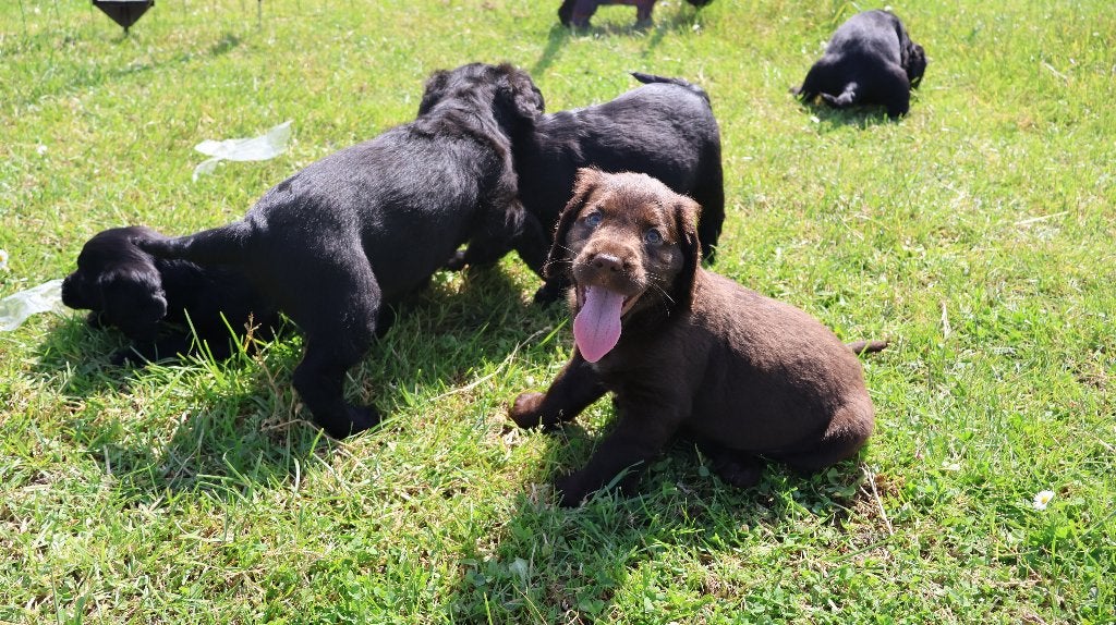 Hele Engelse lieve Cocker spaniels te koop, Dieren en Toebehoren, Parvo, Nederland, 8 tot 15 weken, Meerdere