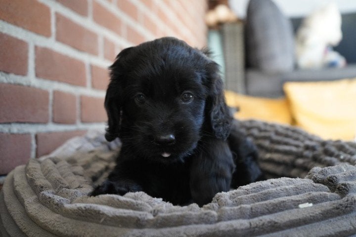 Mooie medium boomer pups, kruising labradoodle., Nederland, Parvo, Overige rassen, 8 tot 15 weken
