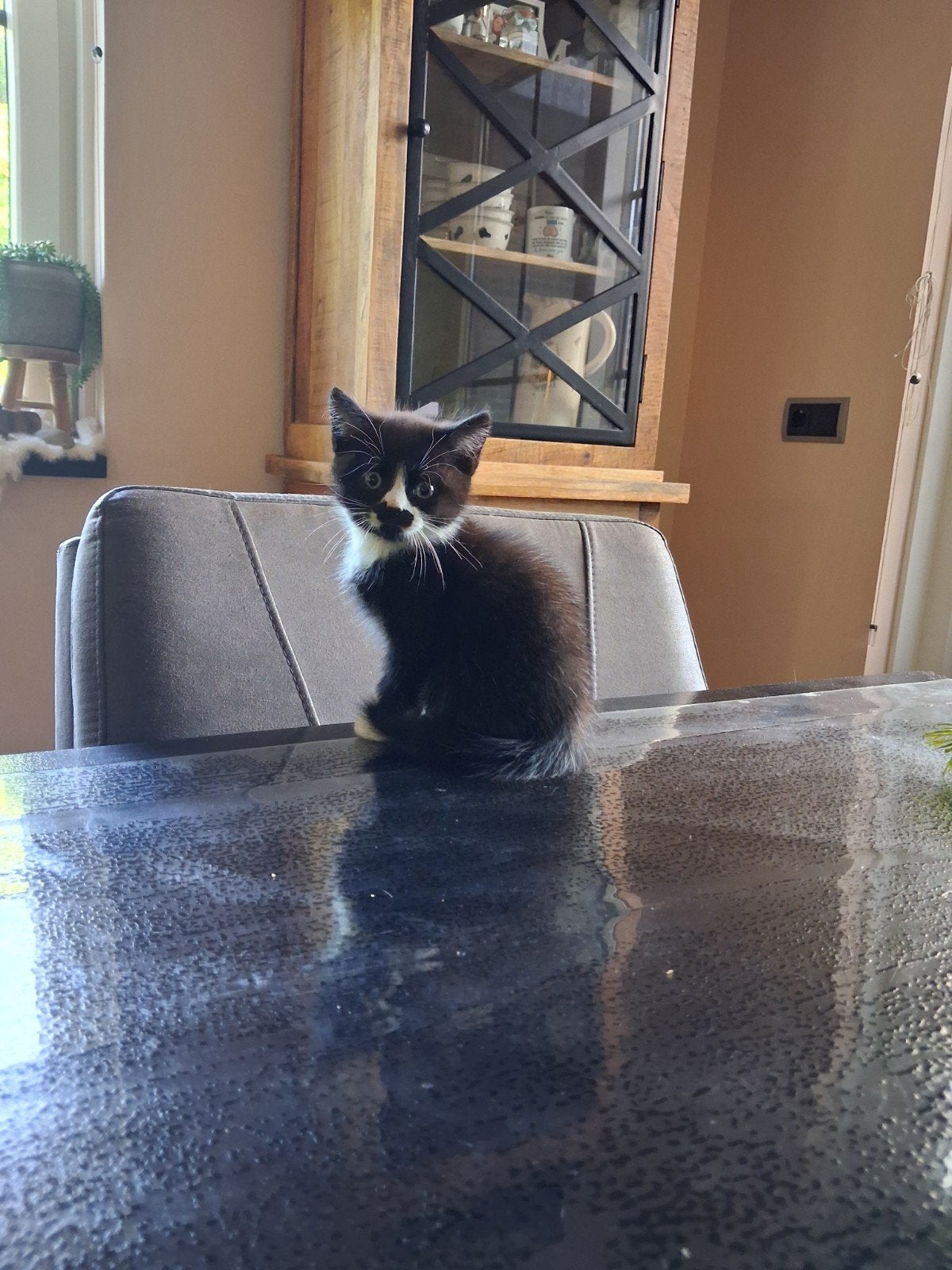 2 zwarte katertjes zoeken nog een nieuw thuis., Dieren en Toebehoren, Kater, Kortharig, 0 tot 2 jaar