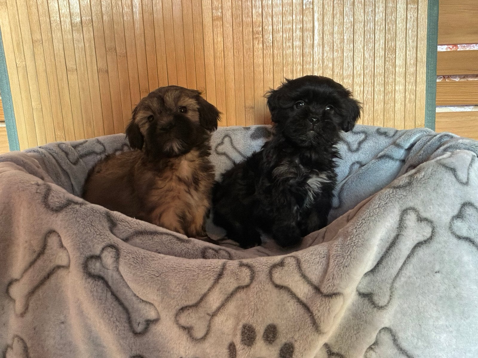 Boomer pups, Dieren en Toebehoren, Honden | Niet-rashonden, Nederland, CDV (hondenziekte), 8 tot 15 weken, Meerdere
