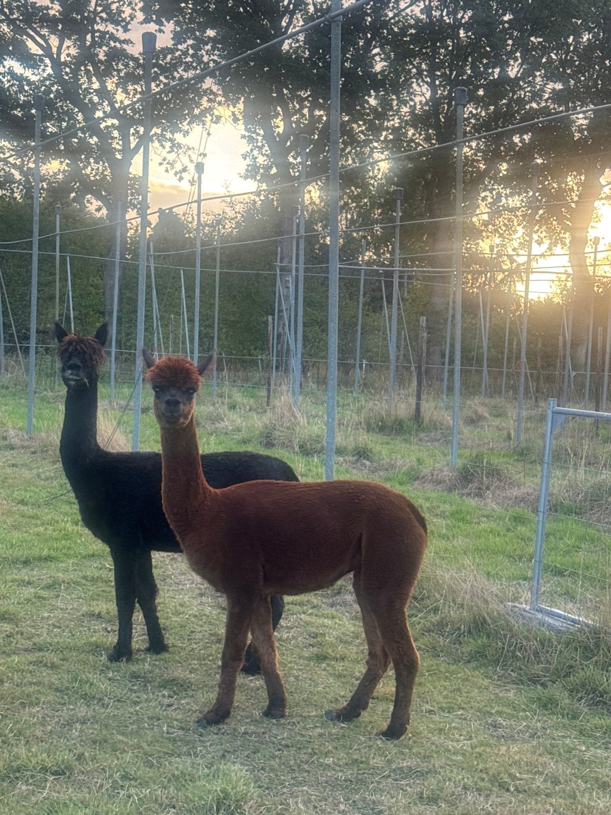 Alpaca merries, November, Vrouwelijk