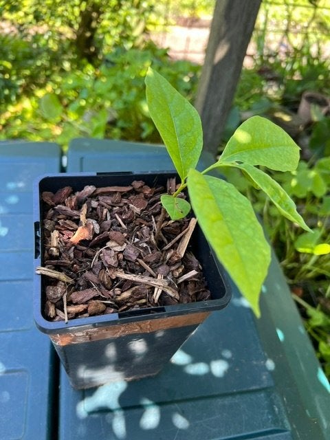Asimina Triloba Prima 1216 zaailing in pot, Ophalen, Minder dan 100 cm, Lente, Overige soorten