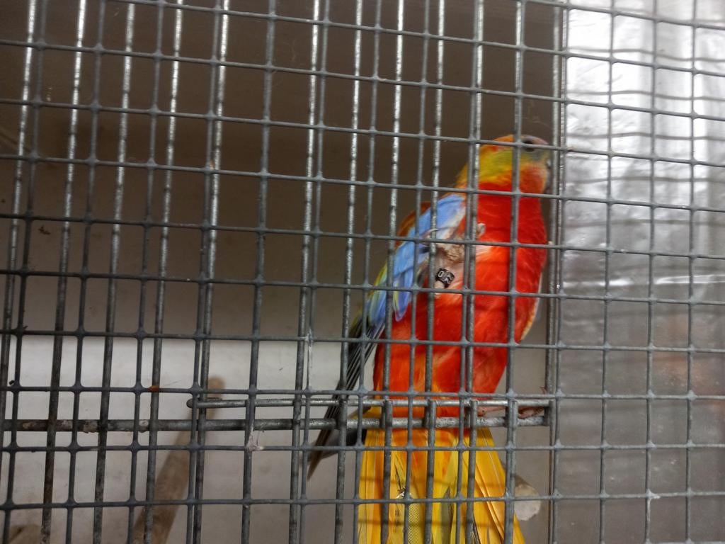 Turquisine parkiet man, Mannelijk, Parkiet