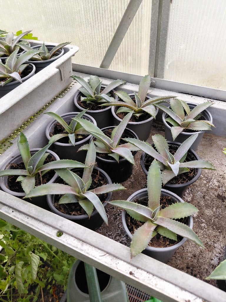 Mangave, Overige soorten, Ophalen of Verzenden, In pot, Minder dan 100 cm