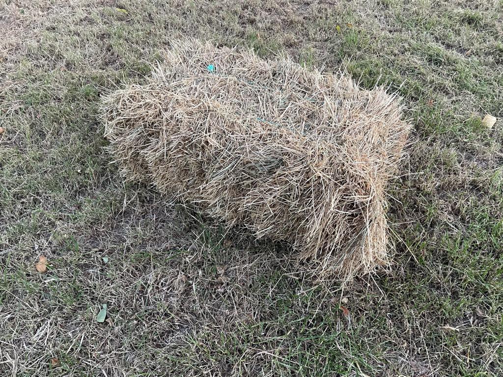 Kleine balen paardenhooi, Dieren en Toebehoren, Dierenvoeding, Vee, Ophalen of Verzenden