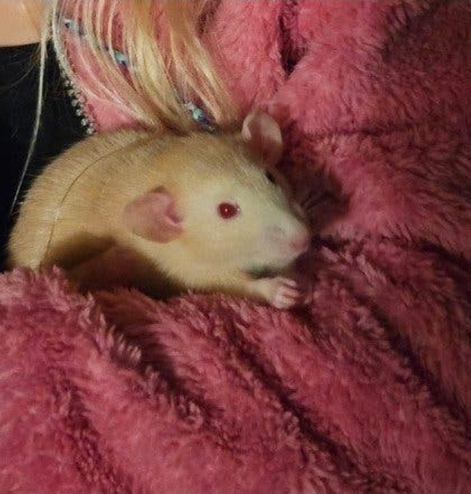 tamme ratten vrouwen., Dieren en Toebehoren, Knaagdieren, Januari, Vrouwelijk, Rat