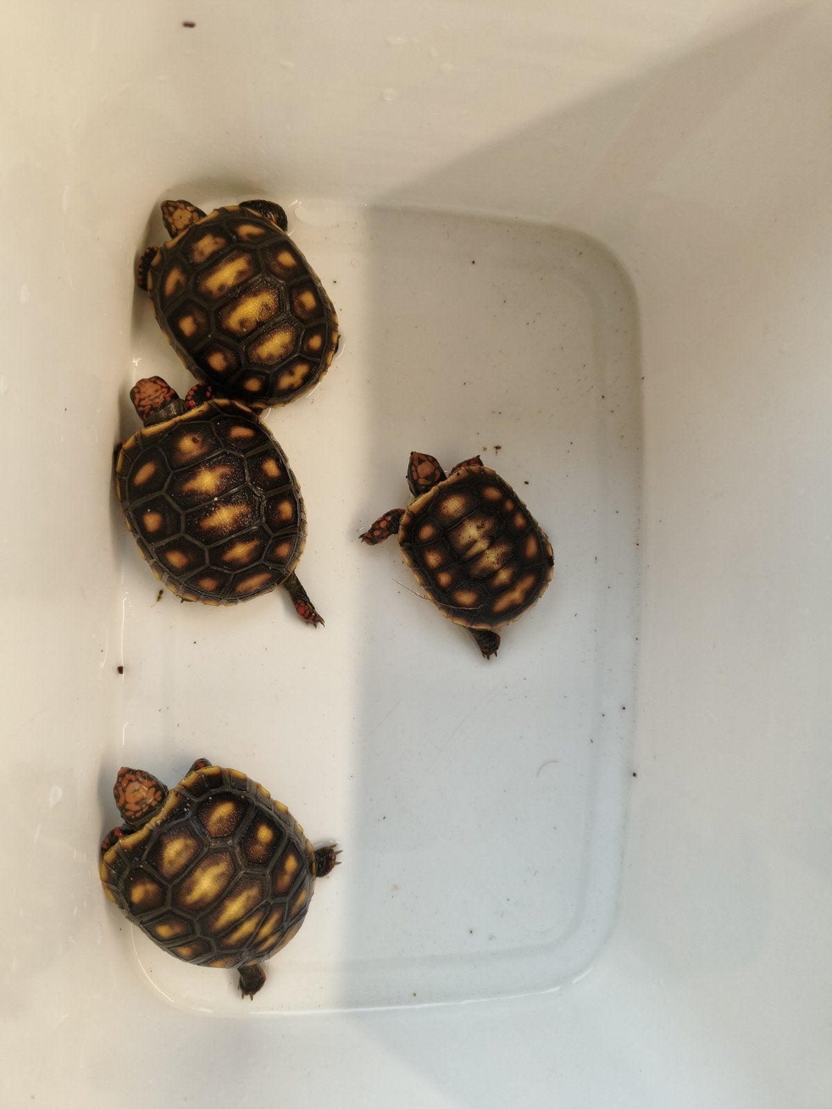 jongen kolenbranderschildpadjes, Dieren en Toebehoren, Reptielen en Amfibieën, 0 tot 2 jaar
